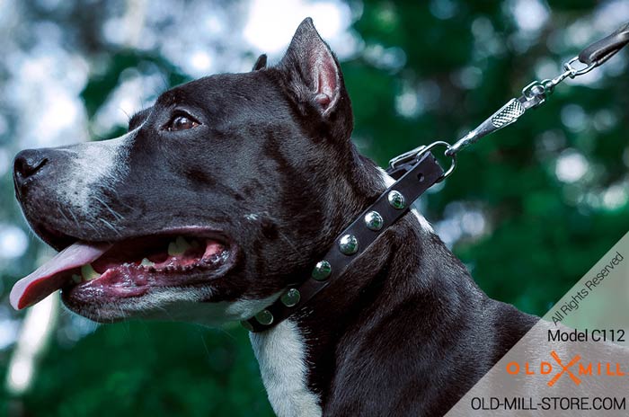 Amstaff Leather Collar with Half Ball Nickel Studs