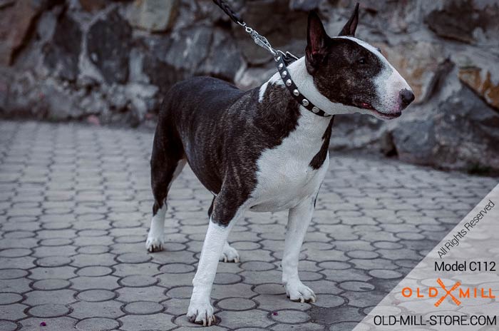 English Bull Terrier Leather Collar with Nickel Studs