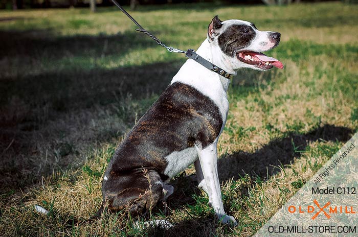 Studded LeatherDog Collar for Pitbull