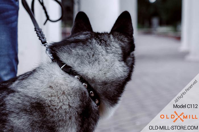 Fancy Leather Dog Collar for Siberian Husky