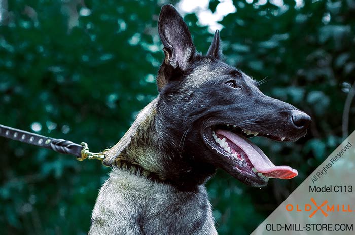 Belgian Malinois Collar with Old Brass Studs