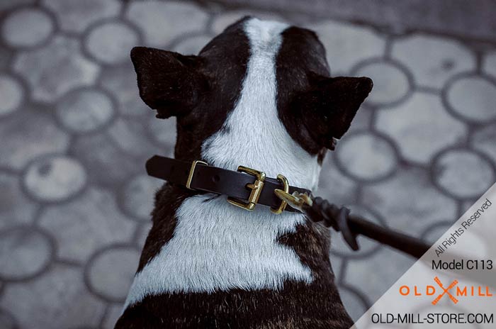 Buckle Collar for English Bull Terrier