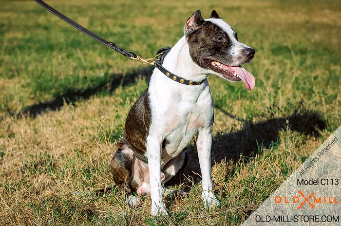 Fancy Studded Leather Dog Collar for Pitbull