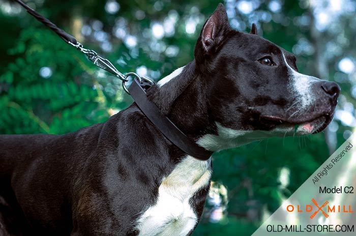 1 Inch Leather Dog Collar for Amstaff