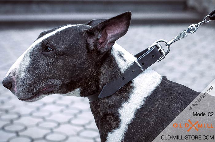 Adjustable Collar for English Bull Terrier