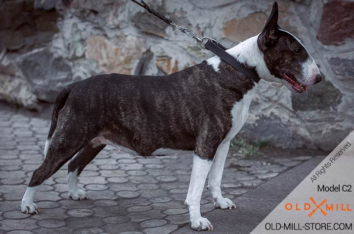 Classic Leather Collar for your English Bull Terrier 