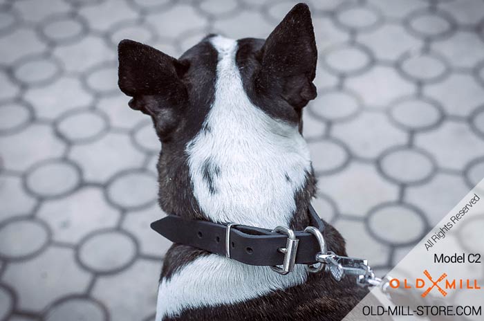 Dog Collar with Steel nickel plated buckle and D-ring