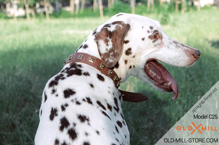 Brown Leather Dalmatian Collar