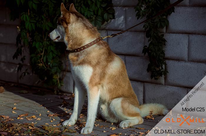 Handmade Collar Decorated with Old Brass Studs for Siberian Husky