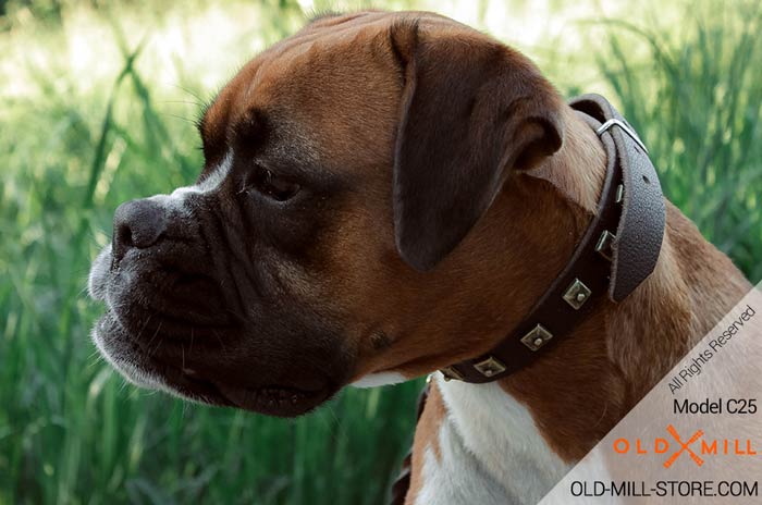 Leather Boxer Collar with a Row of Old Brass Studs