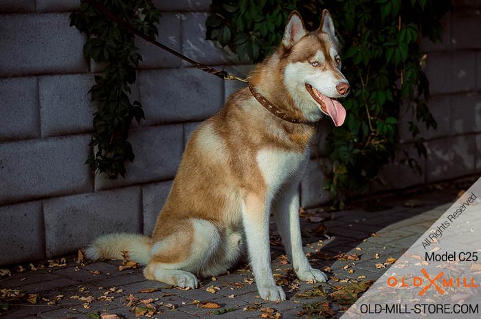 1 inch wide Leather Husky Collar with Studs