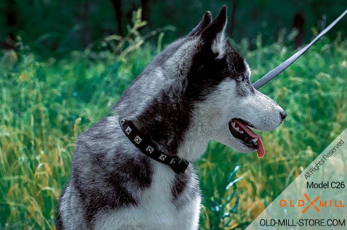 Studded Leather Dog Collar for Siberian Husky