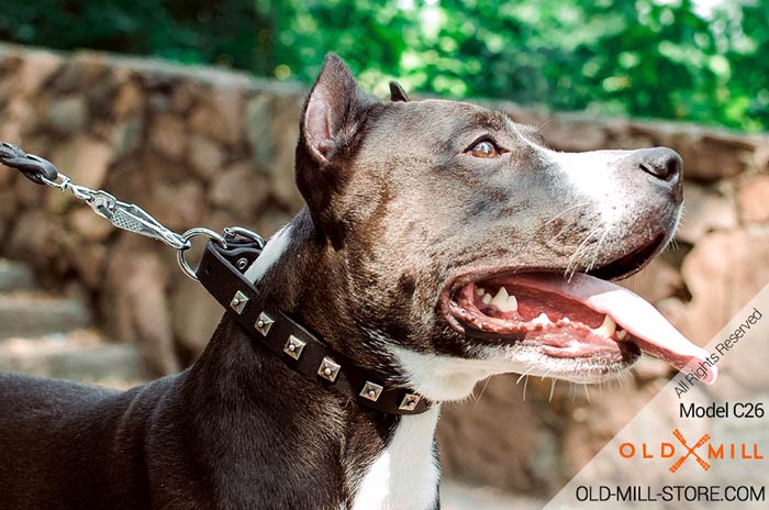 Narrow Leather Dog Collar for Amstaff