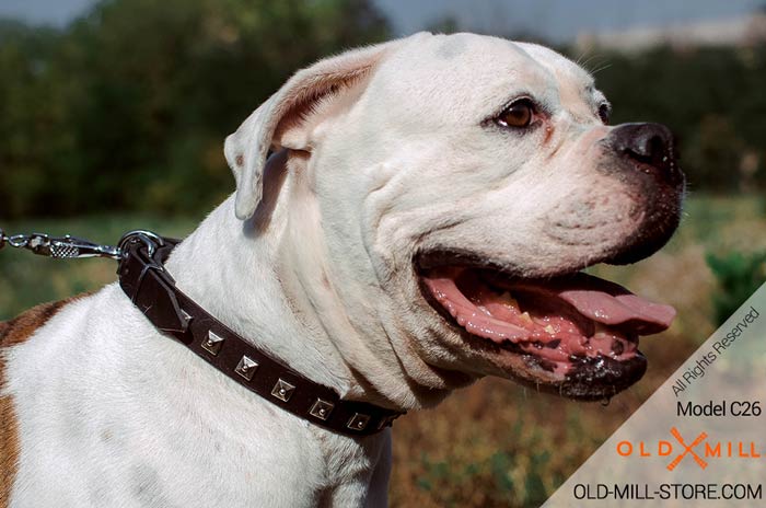 American Bulldog Collar - 1inch wide