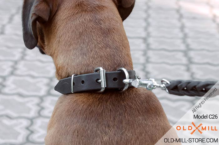 Boxer Collar with Strong Buckle and D-ring for Leash Attachment