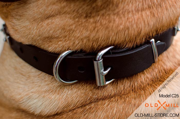 Strong Buckle Collar and D-Ring