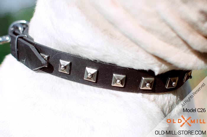 Bulldog Neck Collar Decorated with glancing nickel-plated studs