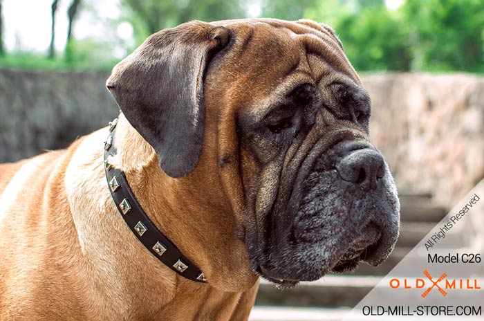 Designer Leather Dog Collar for Bullmatiff Breed
