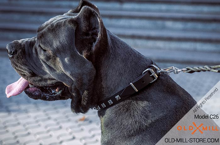 Designe Leather Dog Collar for Cane Corso 