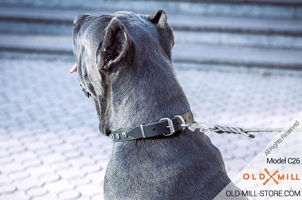 Buckle Collar with D-Ring for Leash Attachment