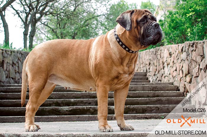 Cool Leather Dog Collar for Bullmastiff Breed