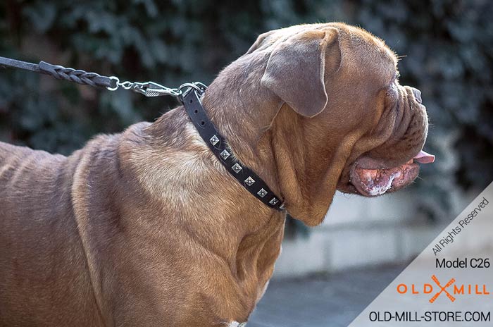 Cool Leather Dog Collar for French Mastiff