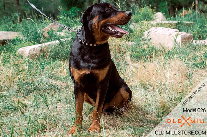 Designer Leather Dog Collar for Rottweiler