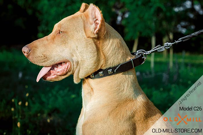 Designer Leather Dog Collar for Pitbull