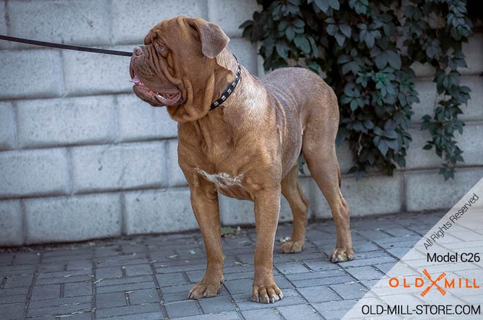 French Mastiff Collar