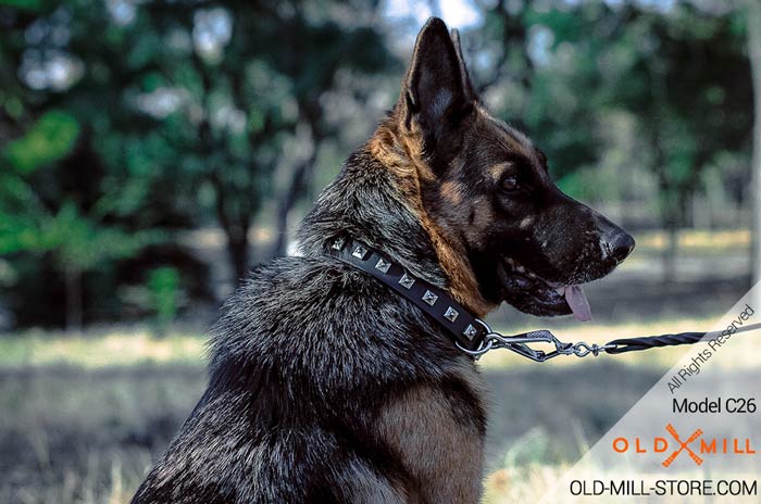 German Shepherd Collar with Strong Buckle and D-ring for Leash Attachment