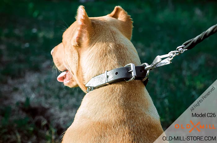 1 inch wide Dog Collar with Old Nickel Studs for Pitbull