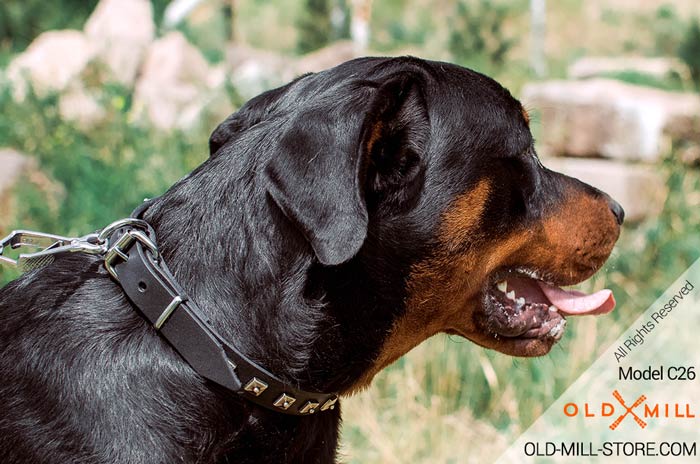 1 inch wide Rottweiler Collar