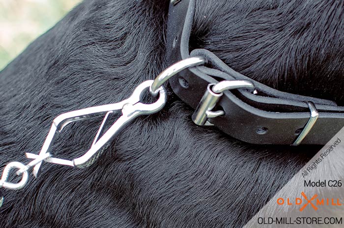 Dog Collar with D-Ring for Leash