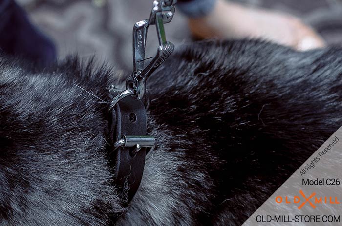 Husky Collar with Strong Buckle and D-ring for Leash Attachment