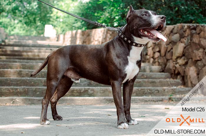 Studded Leather Amstaff Collar