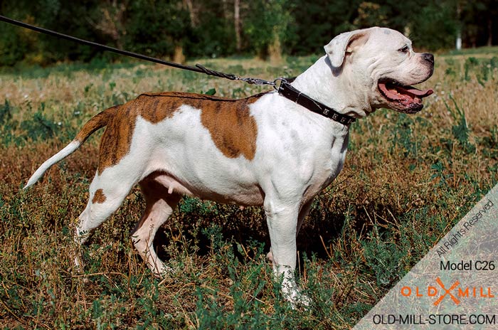 Designer Leather Dog Collar for American Bulldog