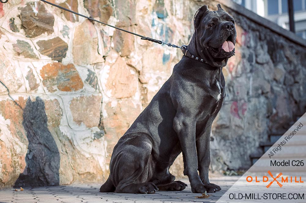 Studded Leather Cane Corso Collar