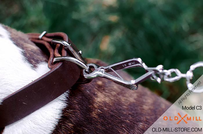 Bull Terrier Collar with D-Ring for Leash