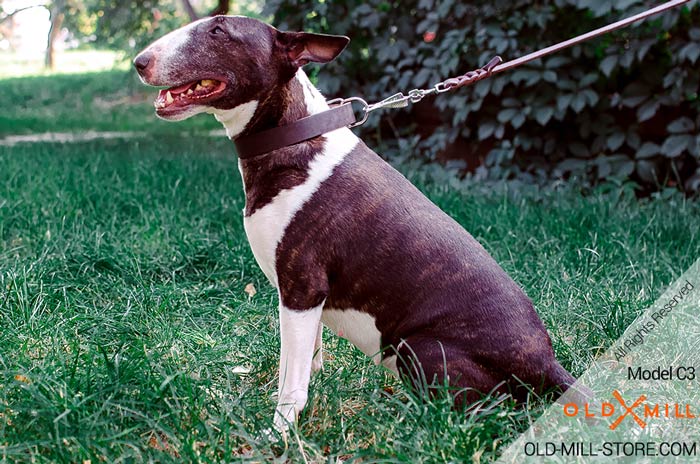 Classic Design Bull Terrier Collar