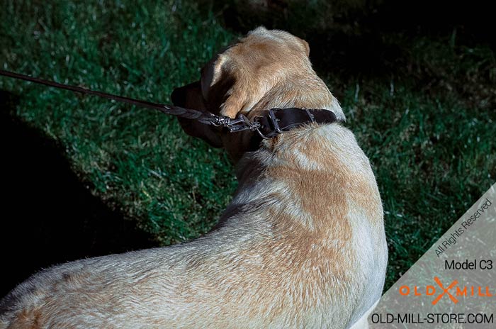 Buckle Collar with D-Ring for Leash Attachment