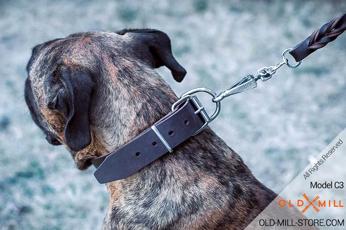 Dog Collar with D-Ring for Leash Attachment