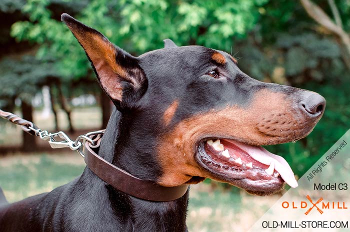 Extra Strong Collar for Doberman