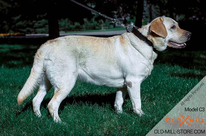 Extra Strong Collar for Labrador