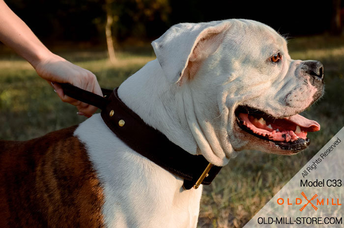 American Bulldog Collar with Handle