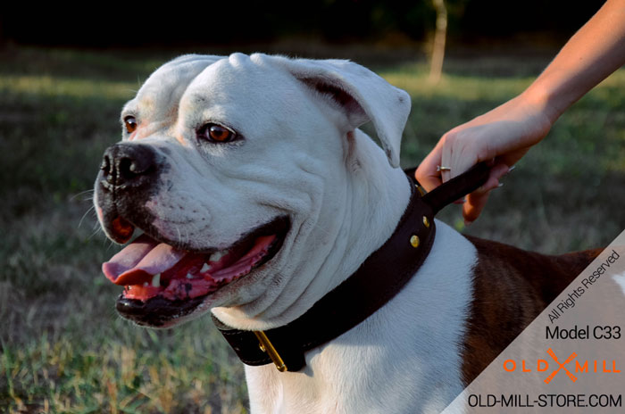 Full Control over your American Bulldog with Heavy-Duty Dog Collar