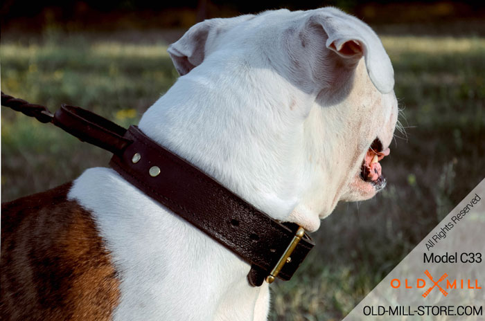 Easily Adjustable Bulldog Leather Collar with Massive Buckle