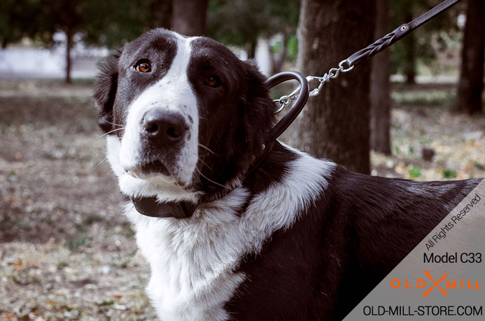 Central Asian Shepherd Collar