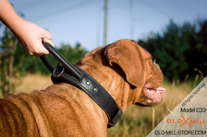 Dogue de Bordeaux Collar with Handle