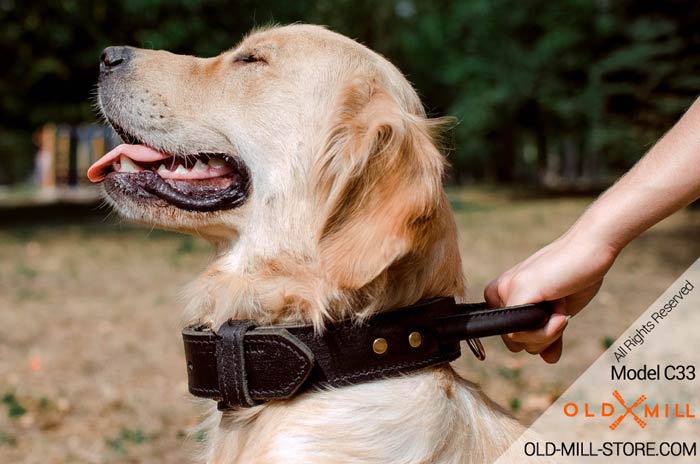 Golden Retriever Collar with Handle