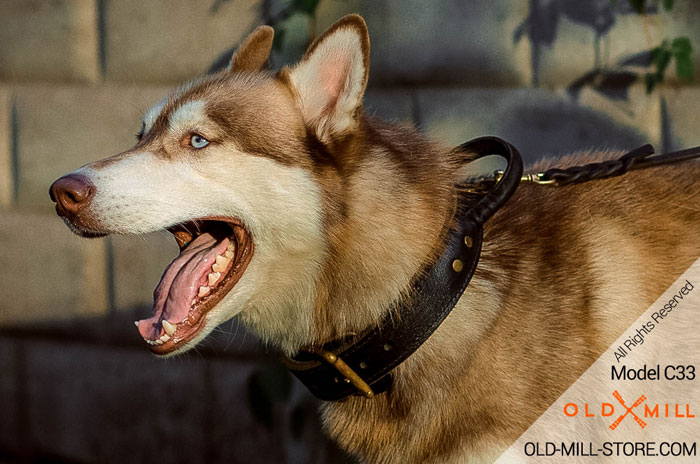 Siberian Husky Collar with Handle